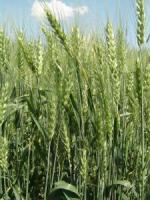Семена пшеницы озимой Антоновка