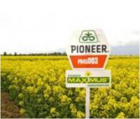 Семена рапса озимого Пионер – гибрид Pioneer PR45D03