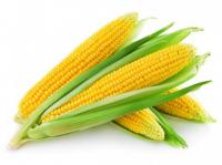 Уборка кукурузы