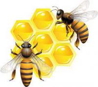 Соевая мука - протеин для весенней подкормки пчел