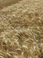 Семена пшеницы озимой - сорт Ермак. 1 репродукция