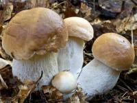 Мицелий Белый гриб дубовый (Boletus quercicola)