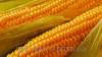 Семена кукурузы ПР39Р20 ФАО 290 (Пионер)