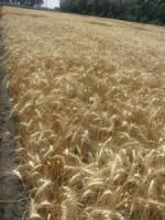 Семена пшеницы озимой Куяльник