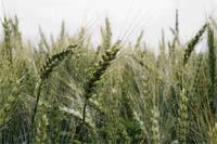 Семена пшеницы озимой - сорт Шестопаловка, 1 репродукция