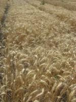 Семена пшеницы озимой Одесская 267