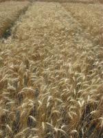 Семена пшеницы озимой - сорт Спасовка. 1 репродукция