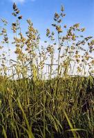 Грястиця збірна, або єжа (Dactylis glomerata)