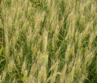 Семена пшеницы озимой Полесская 90