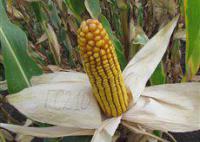 Семена кукурузы венгерской Вудсток – Гибрид Шаролта - ФАО 290