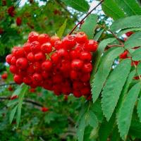 Рябина обыкновенная (саженцы окс от 100 до 150 см высотой)