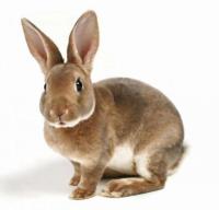 ВМК ШенМикс Раббит О 2.5% кролики, 25 кг, Р36