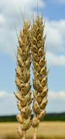 Семена пшеницы Зыск